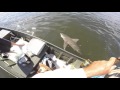 Big bull shark vs Little jonboat