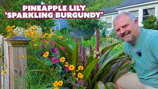 'Sparkling Burgundy' Pineapple Lily - Eucomis comosa