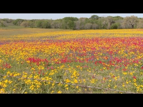 Plant wildflower seeds