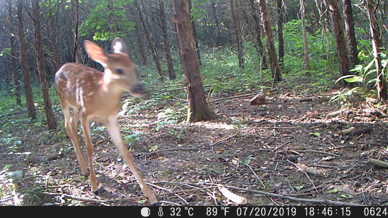 nature kpop Twin fawns on trail cam