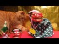 踊る　ダンシング獅子舞猫　Lion　dance　cute　cat　No１　ａ　なかよし茶トラ