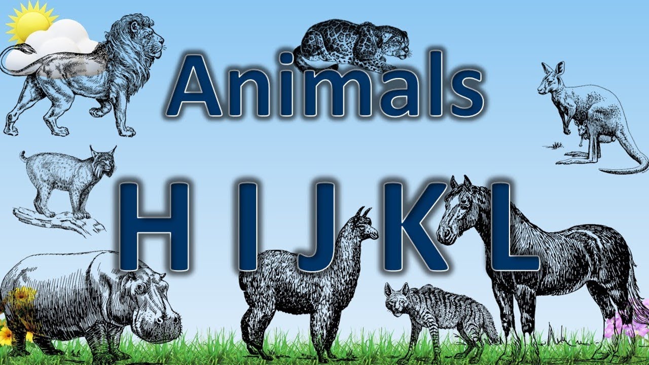 Animals h. Животное на h.