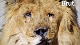 Une vie : Marjan, le dernier lion d'Afghanistan