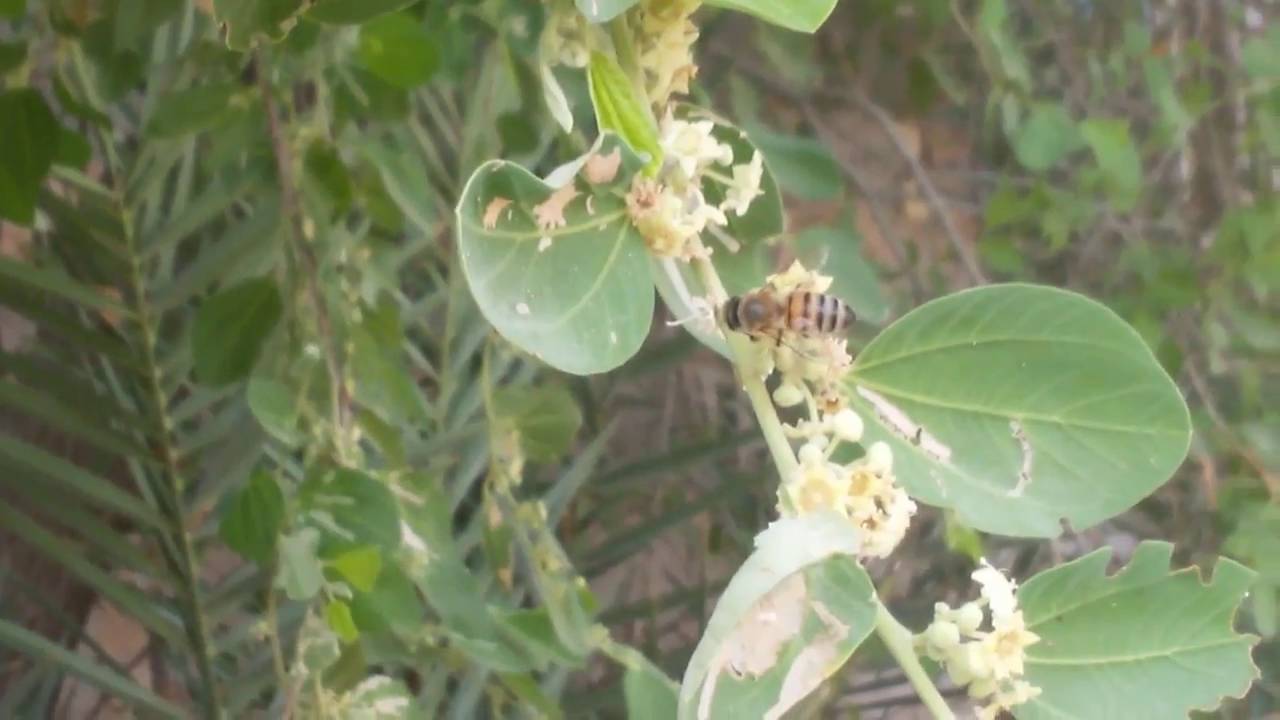 النحل وتجمعه على شجرة السدر Bees And Collected On The Ziziphus Youtube