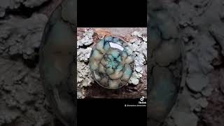 Some Of The Cabochons Ive Sold