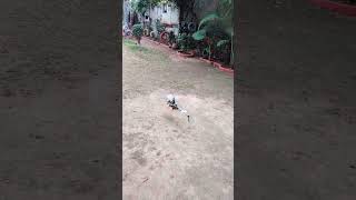 RC helicopter 450 size maiden/first flight hovering test #drone #helicopter #india