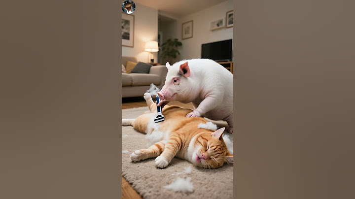 Girl brought home a pig, it shaved the cat, sewing machine exploded… Now roast pork for dinner!#cat