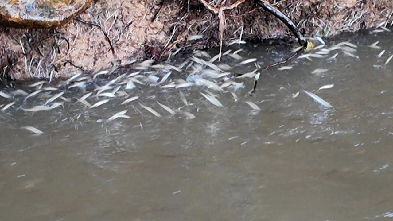 2 HARI MANCING MENJALA DAN MENGANGKAT JEBAKAN 