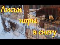 Алиса лиса. Алиса и Арчи строят норы в вольере.