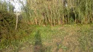 El Misto I La Confit (Misto Amb 7 Mesos)