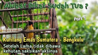 Aksi Pikat Tua Kutilang Emas | Gerinting Kandis | Patak Kuning