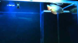 RTG (Red Tail Golden arowana) by vik datta 180 views 13 years ago 29 seconds