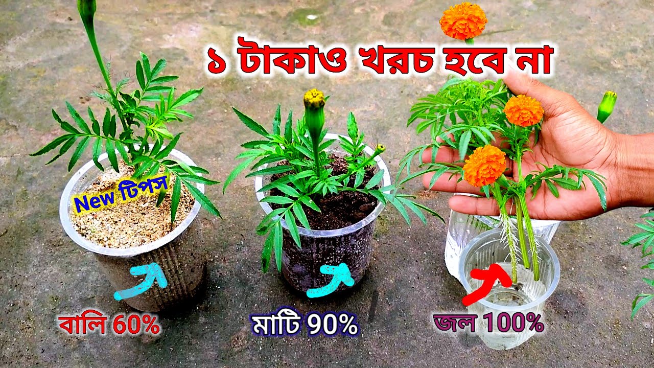 গাঁদা ফুলের চারা তৈরি ১ টাকাও খরচ হবে না / New Technique কাটিং লাগান এভাবে 7 দিনেই চারা হবে