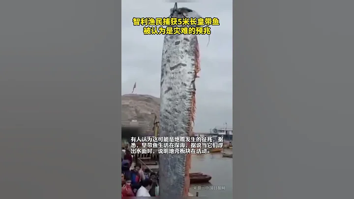 智利漁民捕獲5米長皇帶魚，被認為是災難的預兆 - 天天要聞