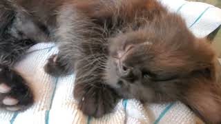 What Will Happen When You Touch A Sleeping Kitten