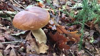 Galicia Bonita. Otoño. (Beautiful Galicia, Autumn)