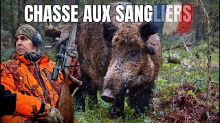 Wild boar hunting  Sologne