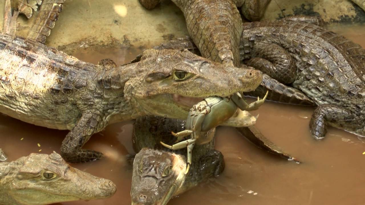 CAIMANES EN PUERTO RICO YouTube