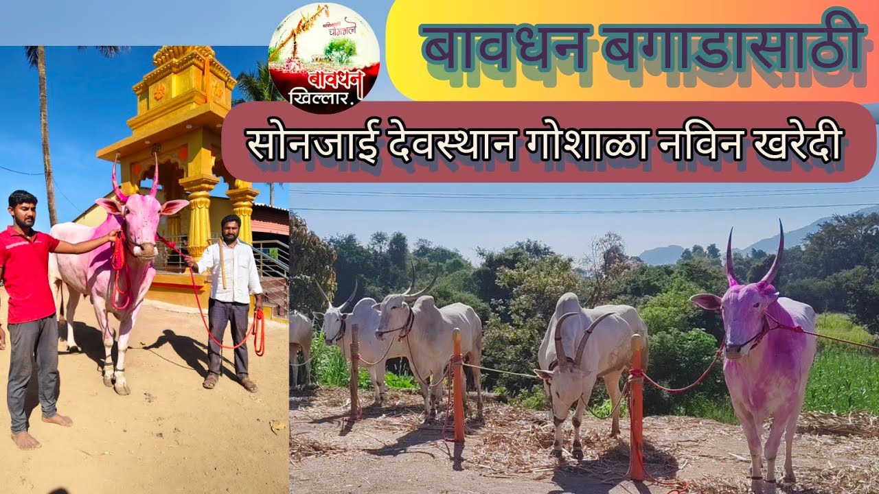 श्री पोपट नाना गिरीगोसावी यांची बावधन बगाडासाठी नविन खरेदी नाद खिल्लार जातीचा वारसा महाराष्ट्राच्या🚩