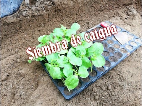 Vídeo: Cebes Germinades: Es Poden Plantar A Terra? Què Fer Amb Un Joc Si Brota Abans De Plantar? Com Plantar-lo En Verds A Terra? Com Suspendre La Germinació?