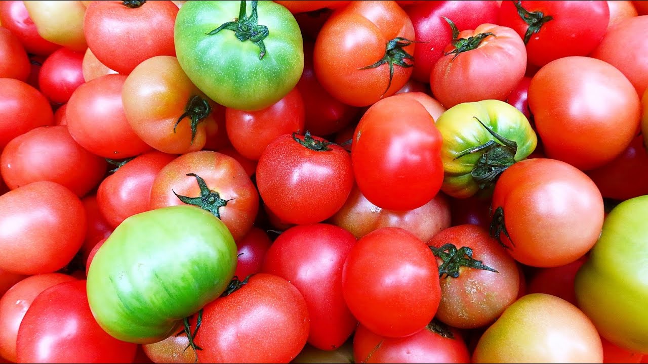 이제부터 파지토마토가 보이면 무조건 사오세요 Tomato Juice YouTube