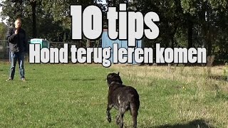 Dog School: 10 Tips voor loslopende honden terug te leren komen
