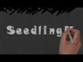 Seedling Marketing Ad