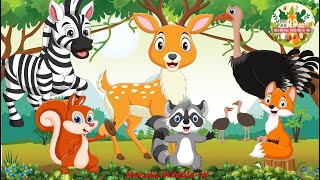 Soothing Music With Beautiful Nature: Zebra, Deer, Ostrich, Raccoon, Squirrel, Fox - Animals sound