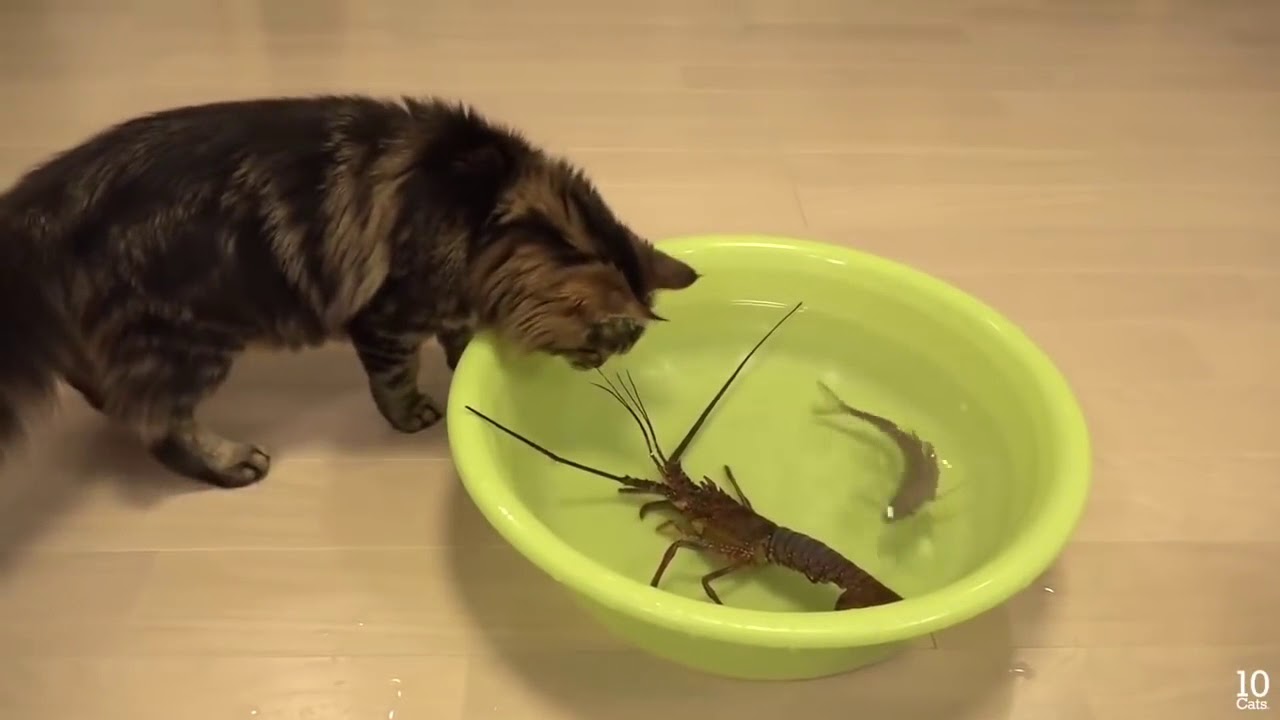 Kedi balığı leğende görürse YouTube