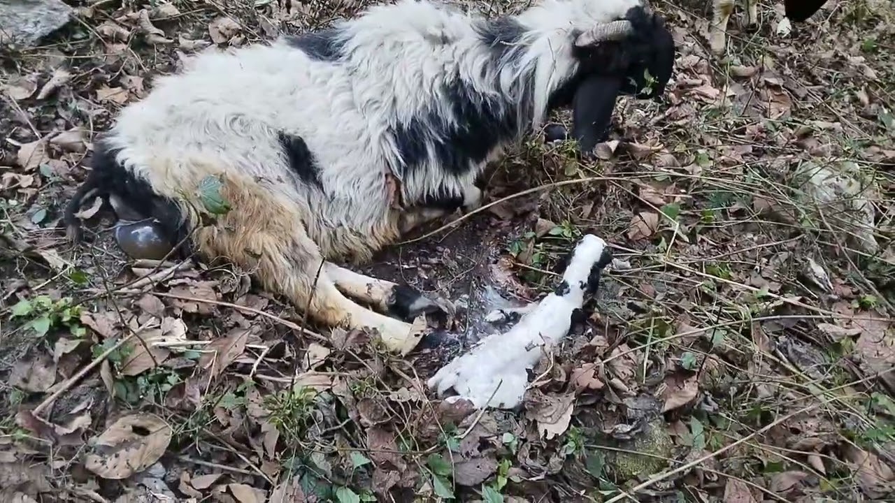 मेरे भेड़ की हुई दो जुड़वाबच्चे 🐑🐑🐑🐑🌲🙏🙏👍😀😀💶