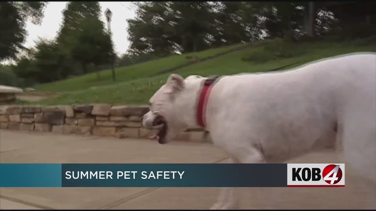 Animal welfare official offers summer pet safety tips