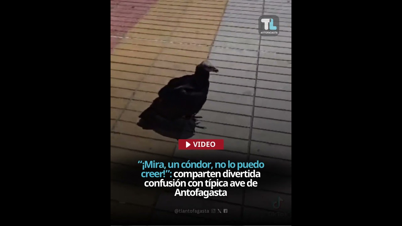 “¡Mira, un cóndor, no lo puedo creer!”: comparten divertida confusión con típica ave de Antofagasta
