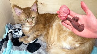 MAINE COON MELISSA'S LAST BIRTH