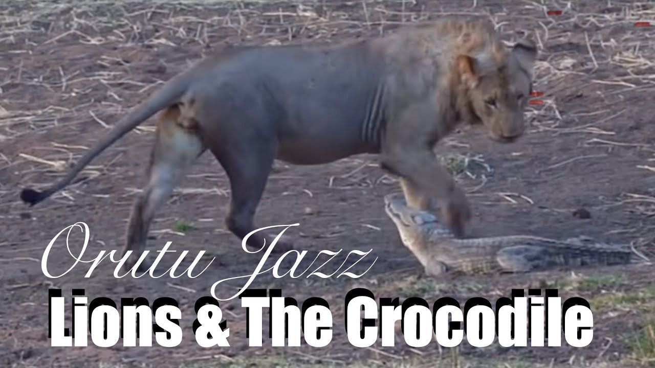 Dann Orange - Lion/Simba vs Crocodile/Mamba - YouTube