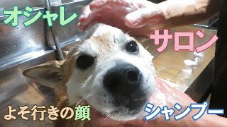 サロンでシャンプー!よそ行きの顔で頑張り発動 柴犬まめ