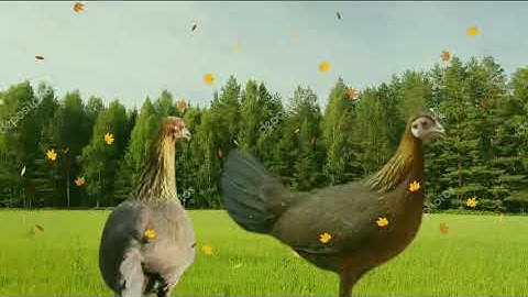 tiếng gà mái rừng mới 2022 suab poj qaib seev zoo heev li 💯%%% dib 2022