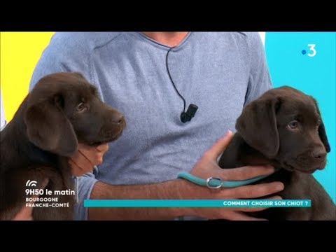 Vidéo: Comment Choisir Un Chiot Labrador Retriever