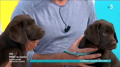 Quel est le prix d'un chiot Labrador chocolat ?