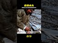 因紐特人用30張海豹皮向白人置換一堆爛木材,純手工打造獨木舟。 #因纽特人,海豹皮,独木舟,手工制作,置换,皮毛