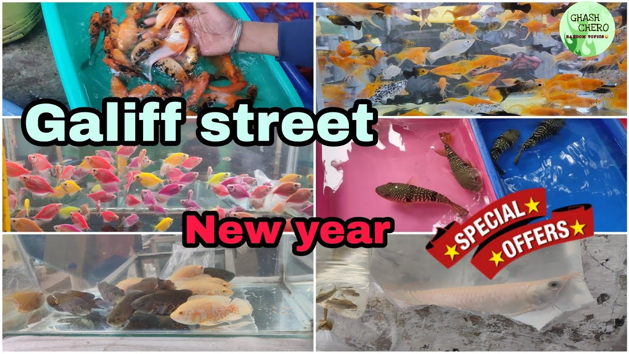 GALIFF STREET FISH MARKET KOLKATA RECENT AQUARIUM FISH PRICE UPDATE CHEAP FISH PRICEGHASH