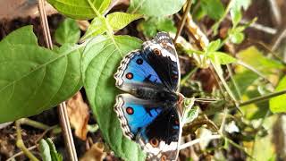 Butterfly Metamorphosis - Junonia orithya (Blue Pansy)
