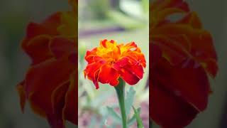 Hasbi Rabbi my Ummahhasbi Rabbi My Ummah Mp3 Download