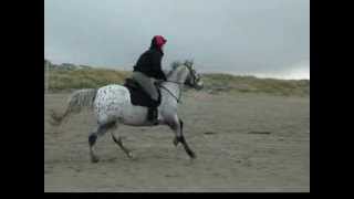 Horse riding at Perranporth