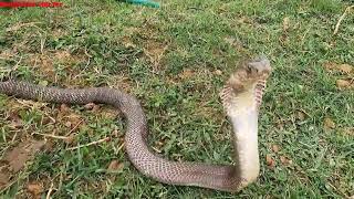 Together With The Female Hunter Catch More Than 10 Giant Cobras That Attack The Farmer