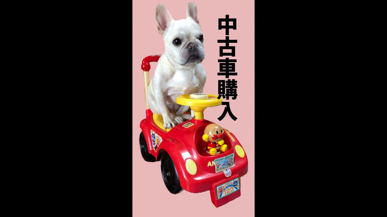中古車購入 廃車寸前の手動車 よく走ります Frenchbulldog 法国斗牛犬 Shorts 車 Car Youtube