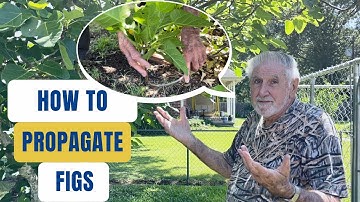 How to Propagate Fig Trees the EASY way | No cuttings
