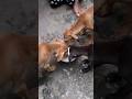#shorts #ytshorts #dog #dogshorts #puppy #puppylove #pets #petlover
