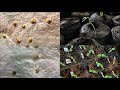 How I germinate my pepper seeds using paper towel.