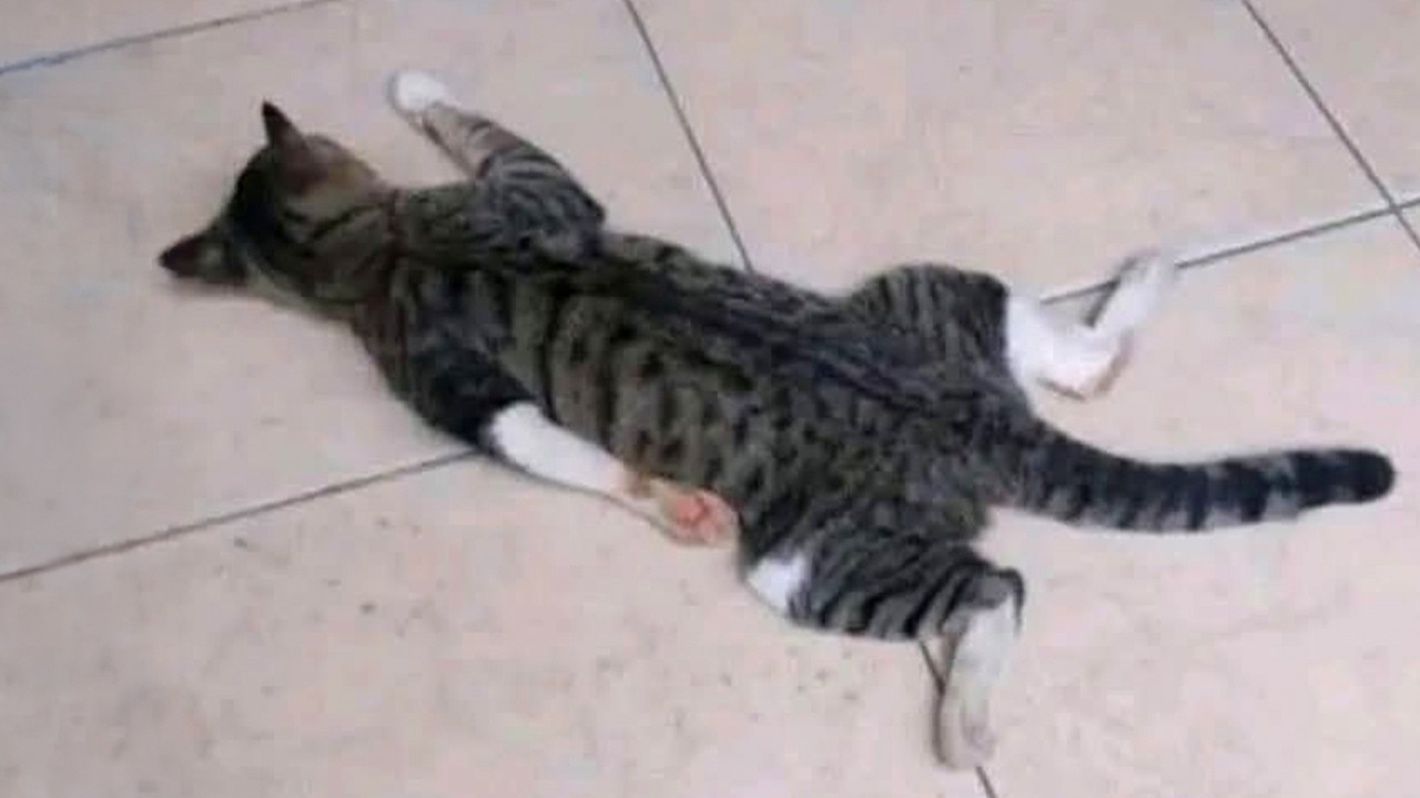 When God Sent You a Comedian Cat But It Only Sleeps 😭 Funniest Cat Videos 2026