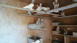 узбекские голуби Темрюк 22 04 24